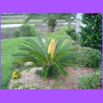 From My Front Yard.JPG